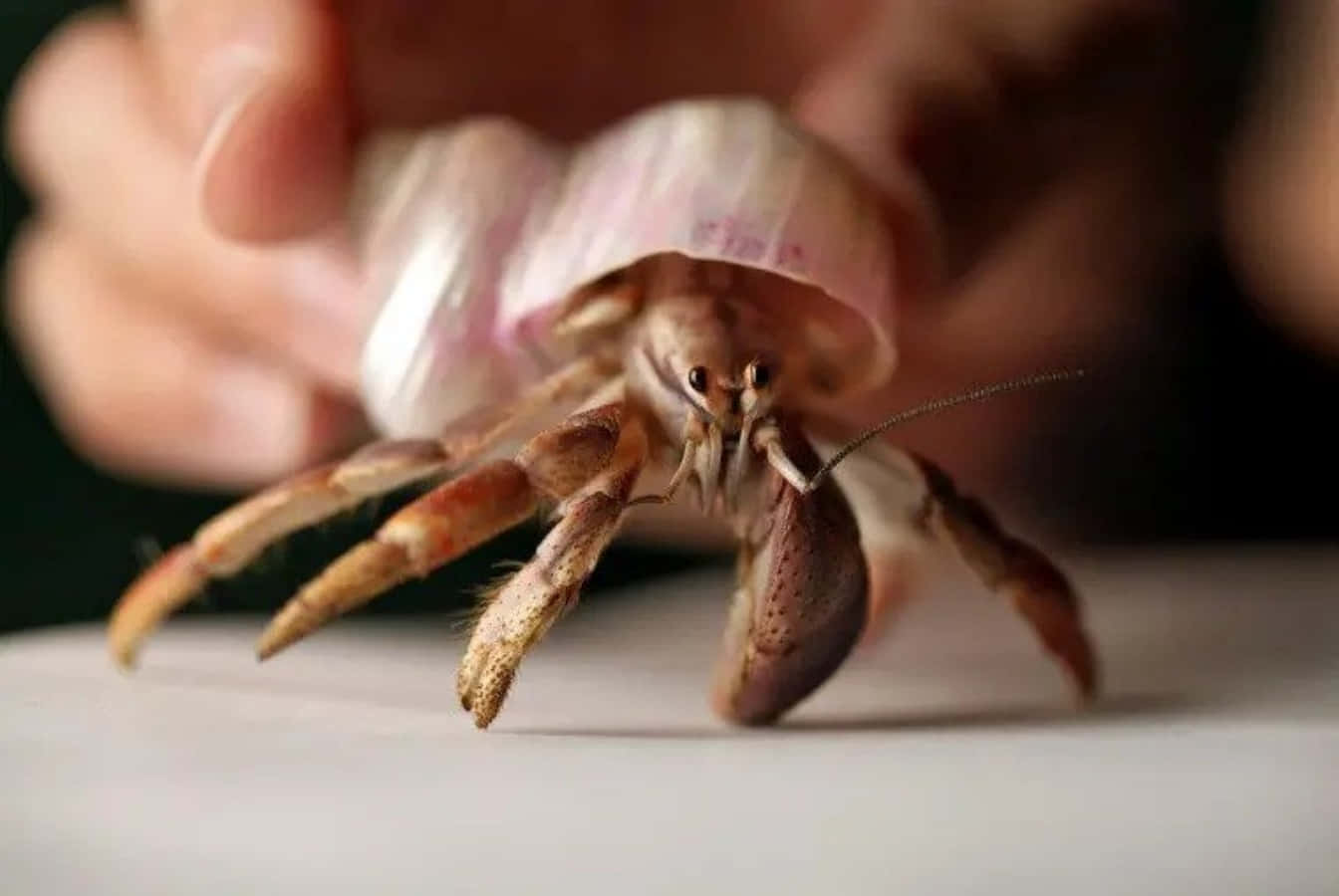 A Shy Hermit Crab In Its Natural Habitat Wallpaper