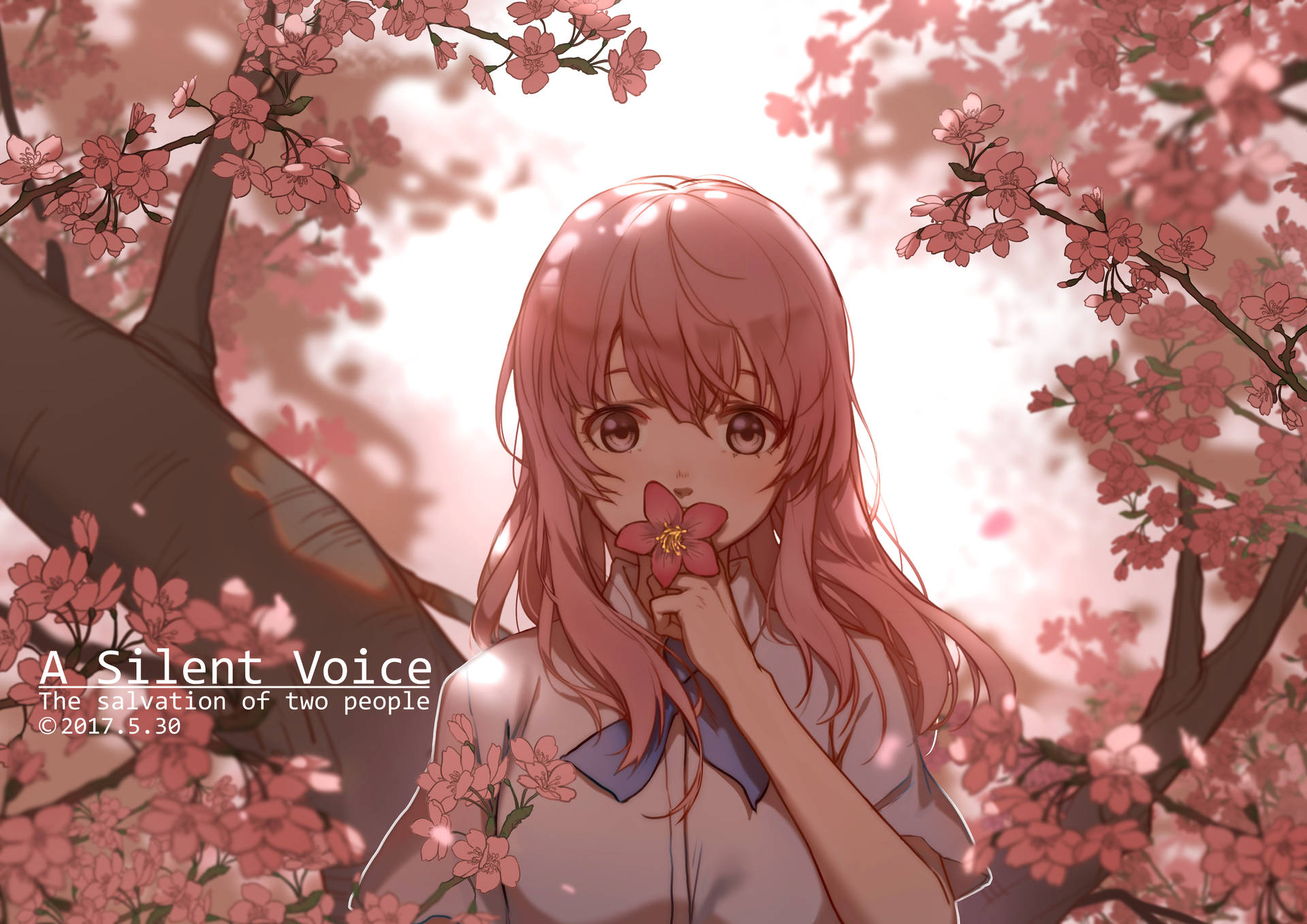 A Silent Voice Shouko Pink Flowers Background