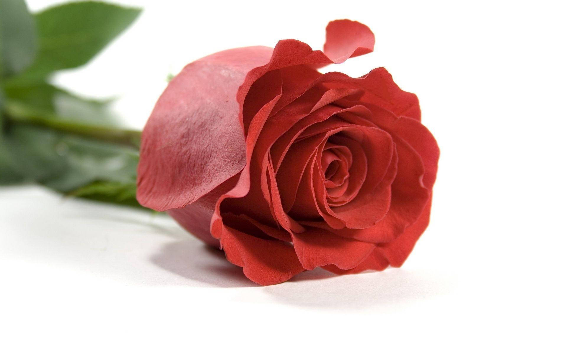Unasola Rosa De Amor Fondo de pantalla