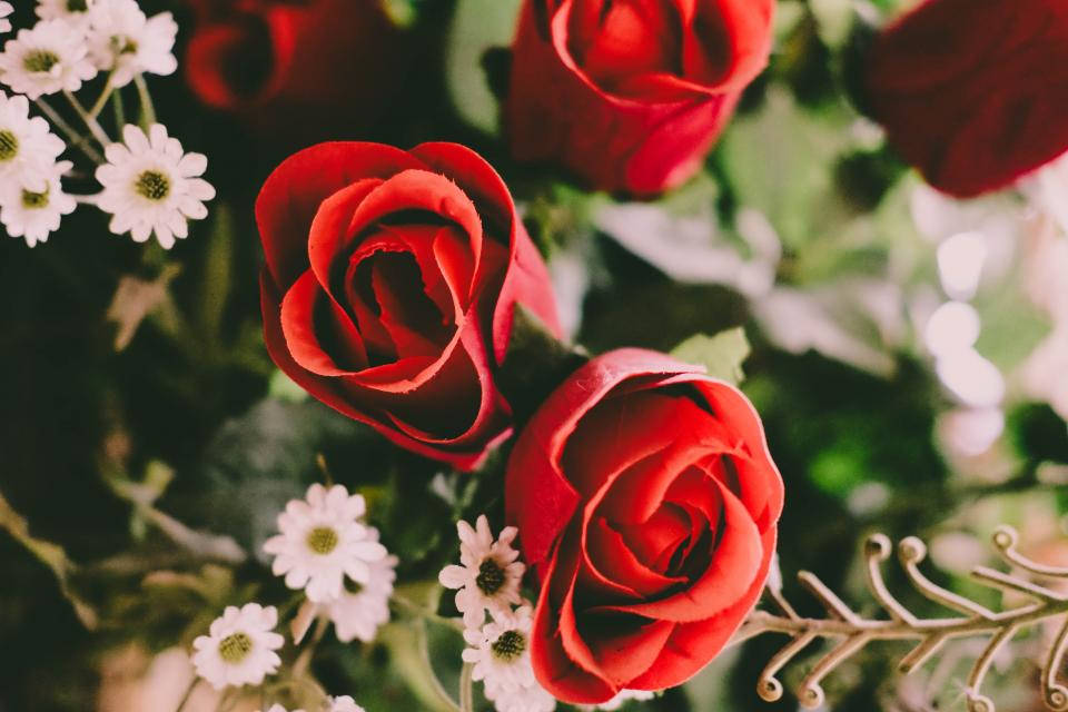 A Single Red Rose Blooming In The Garden Wallpaper