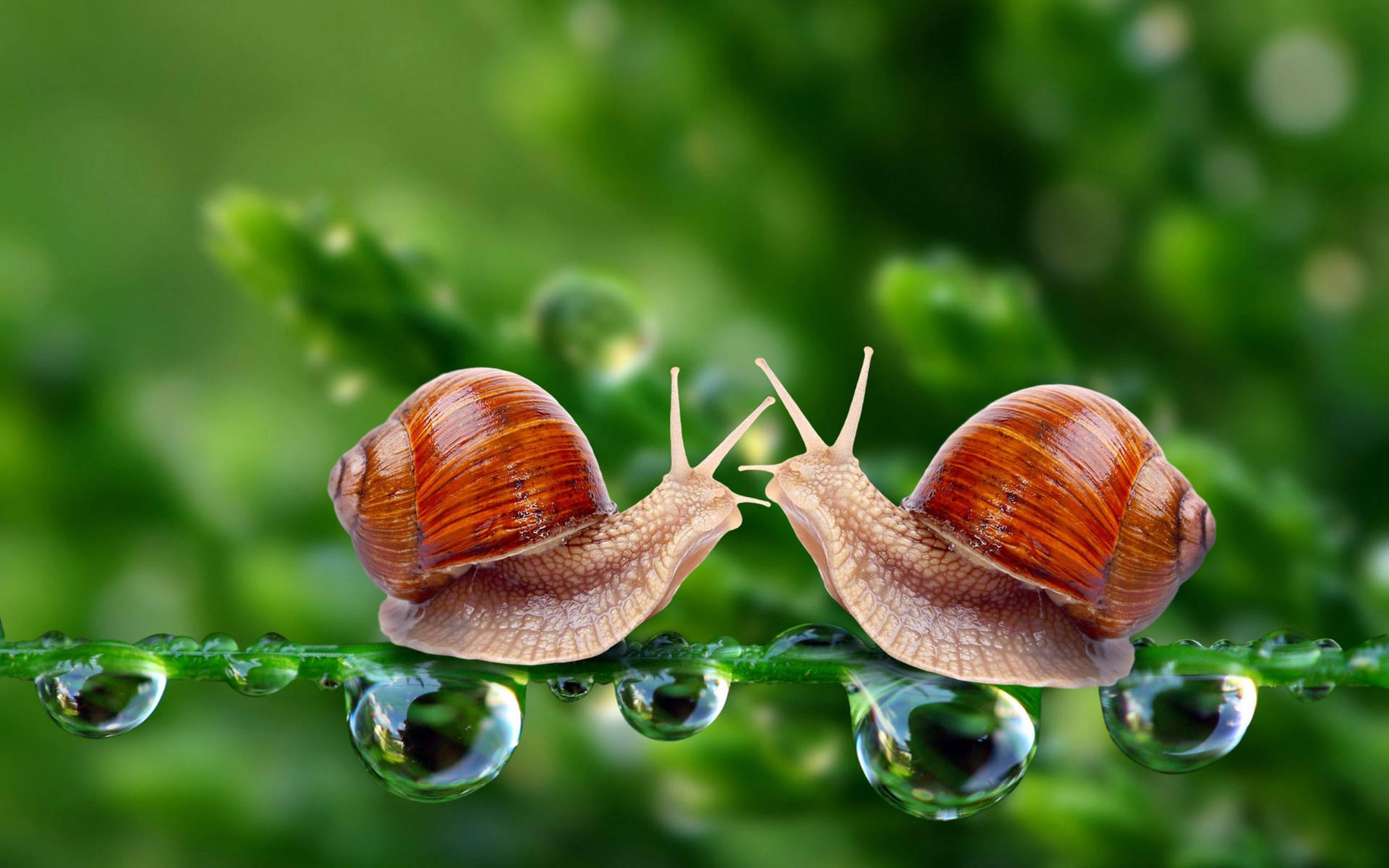 En Snail Kærlighedsaffære til Din Tapet Wallpaper