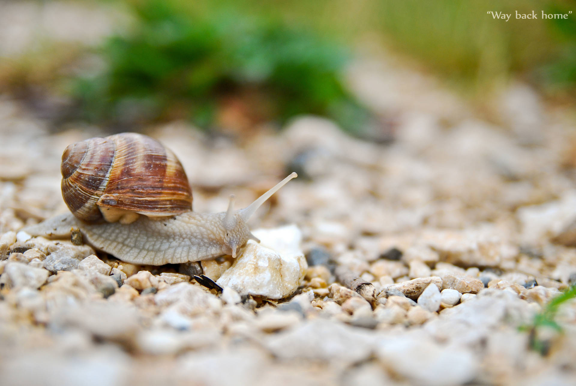 A Snail On A Pebbled Ground Wallpaper