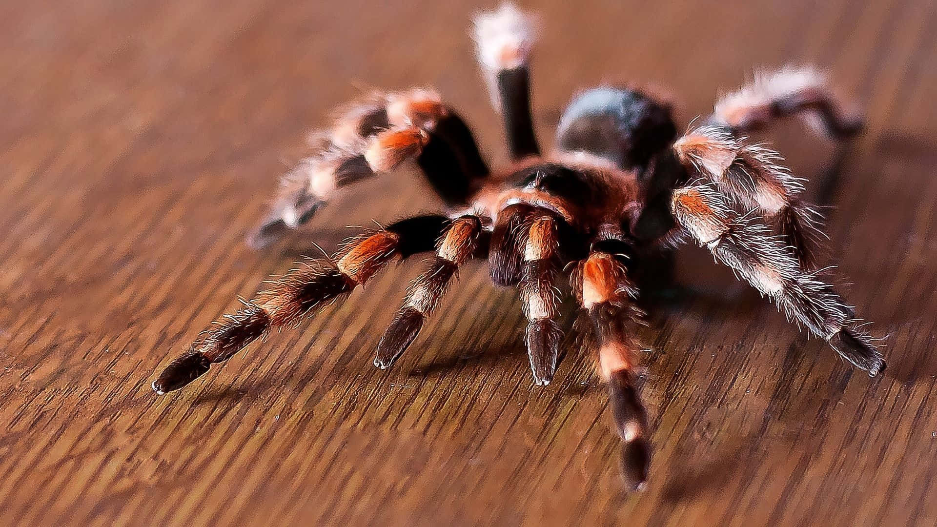 A Spooky Spider Web Illuminated In The Dark