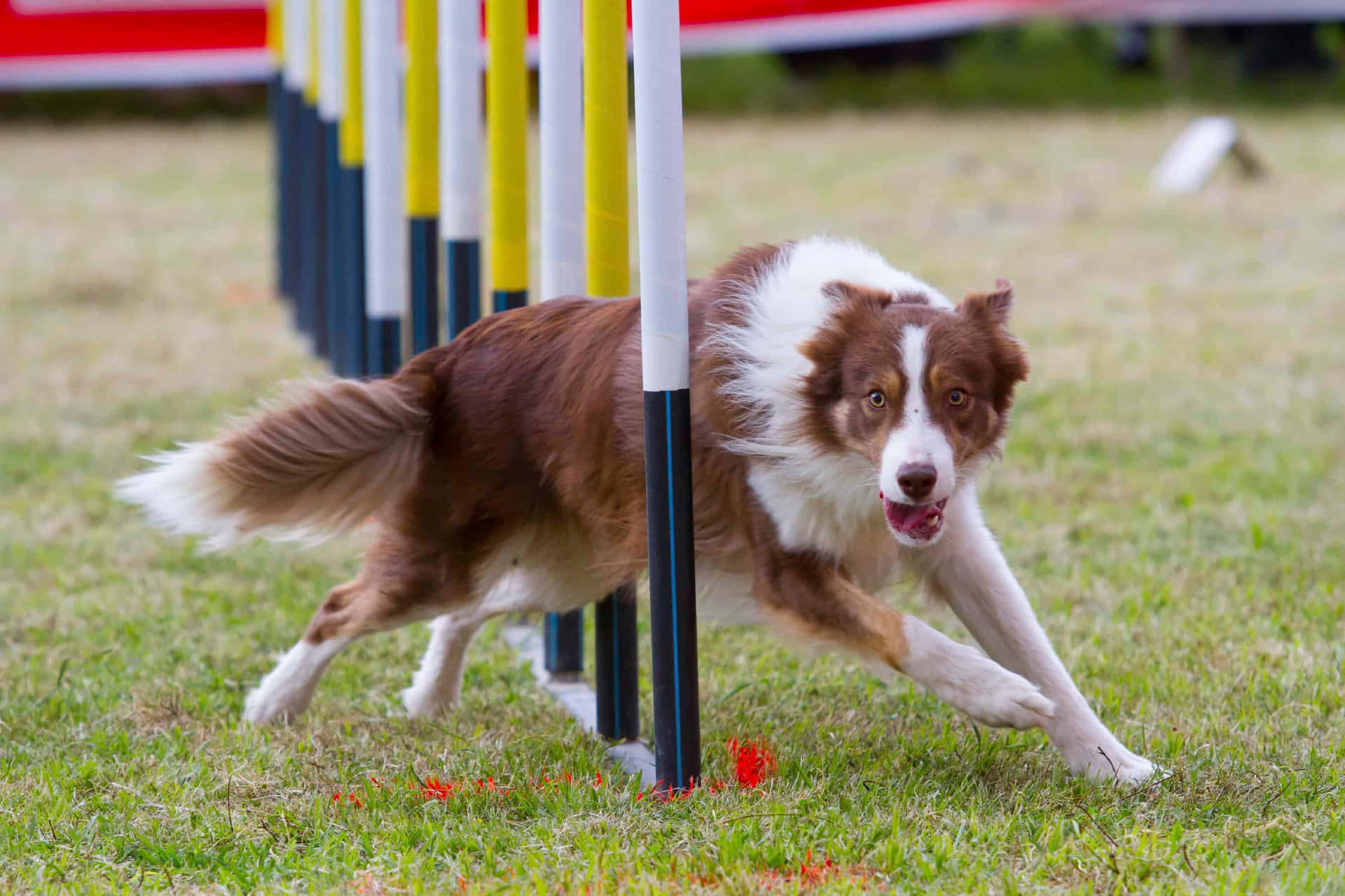 A Sporty Dog Catching A Frisbee In The Park Wallpaper