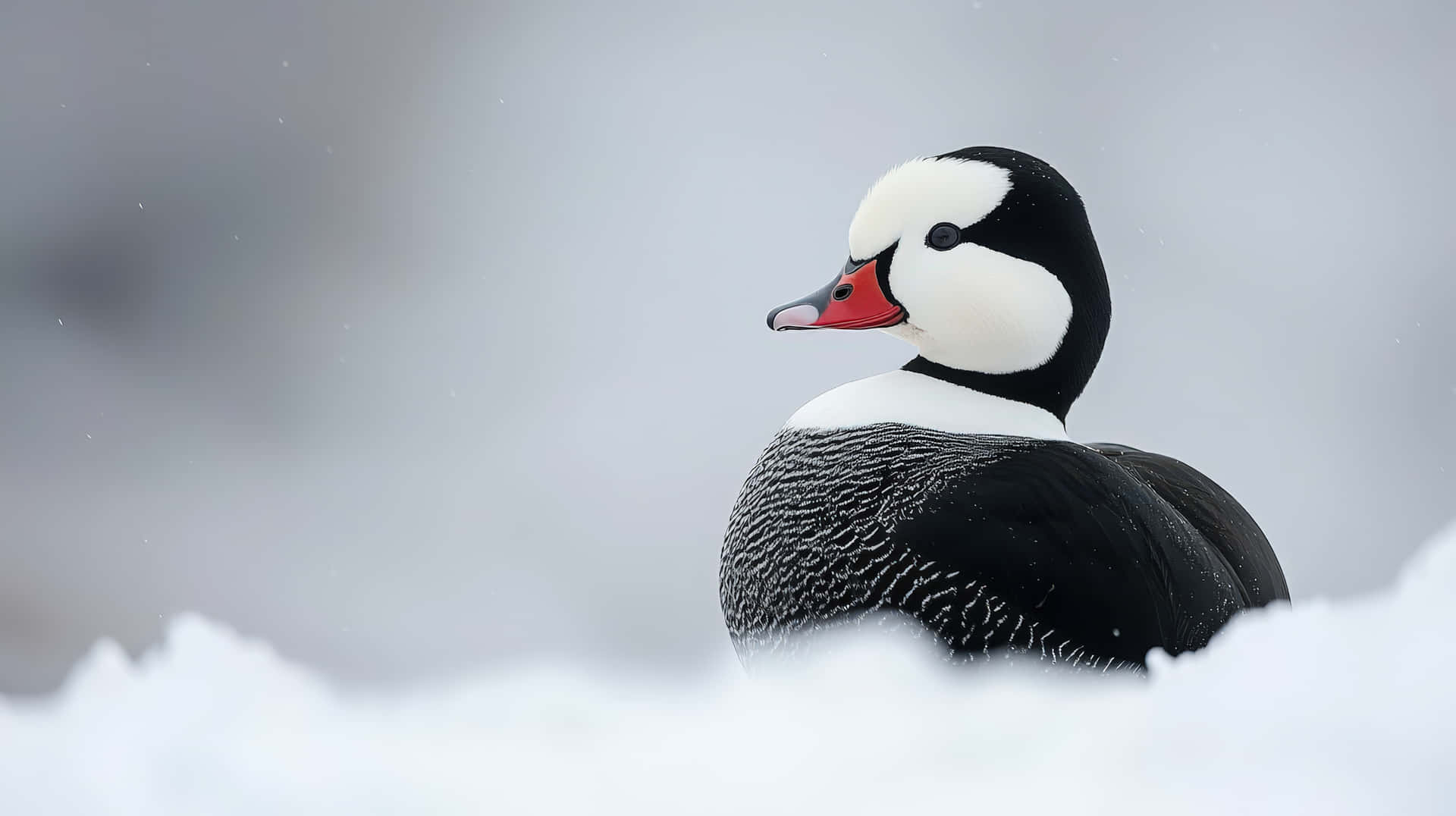 A Striking Black And White Duck With A Red Beak Resting In A Snowy Landscape Wallpaper