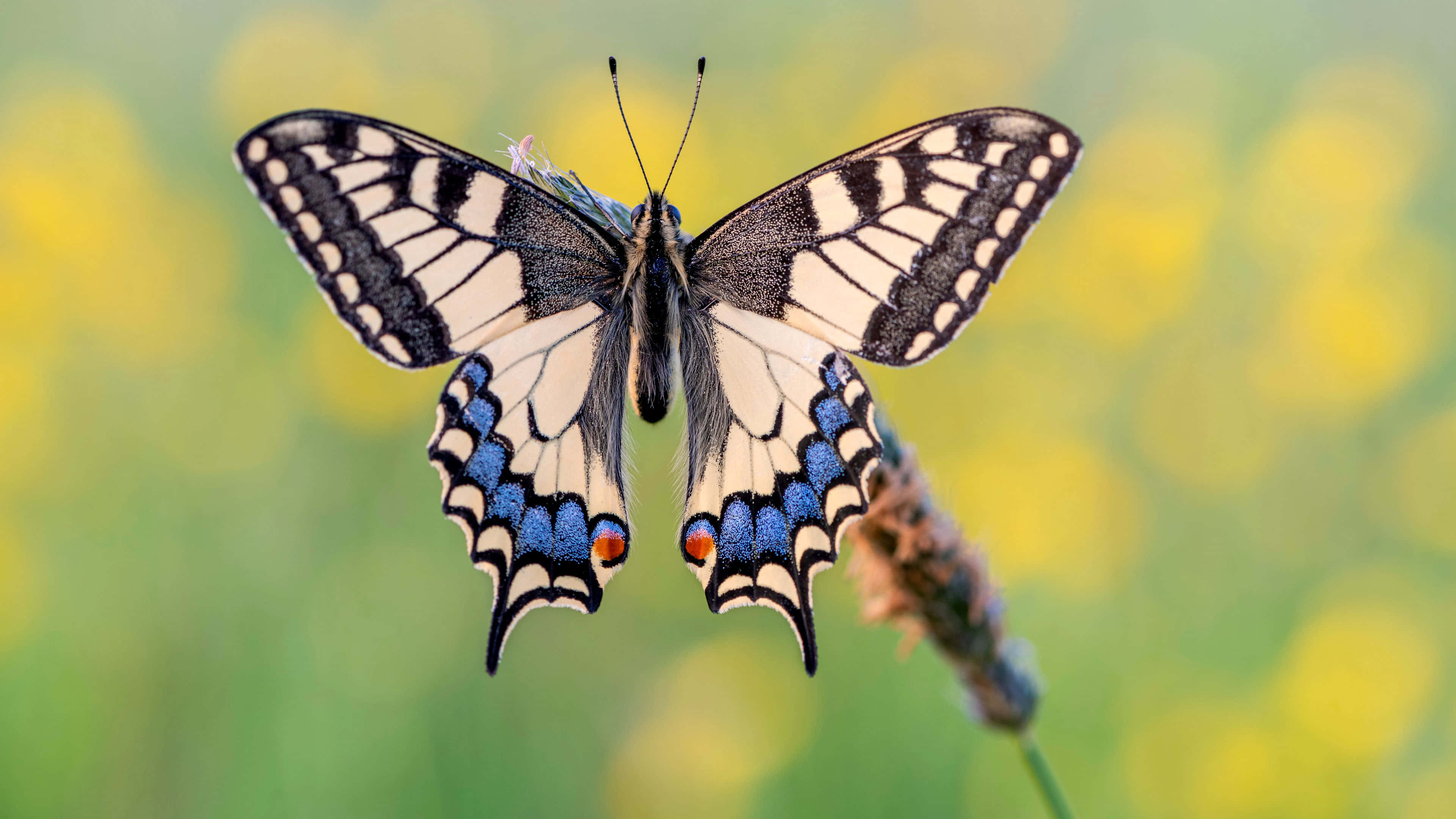 "a Stunning 4k Butterfly In Fabulous Natural Colors" Wallpaper