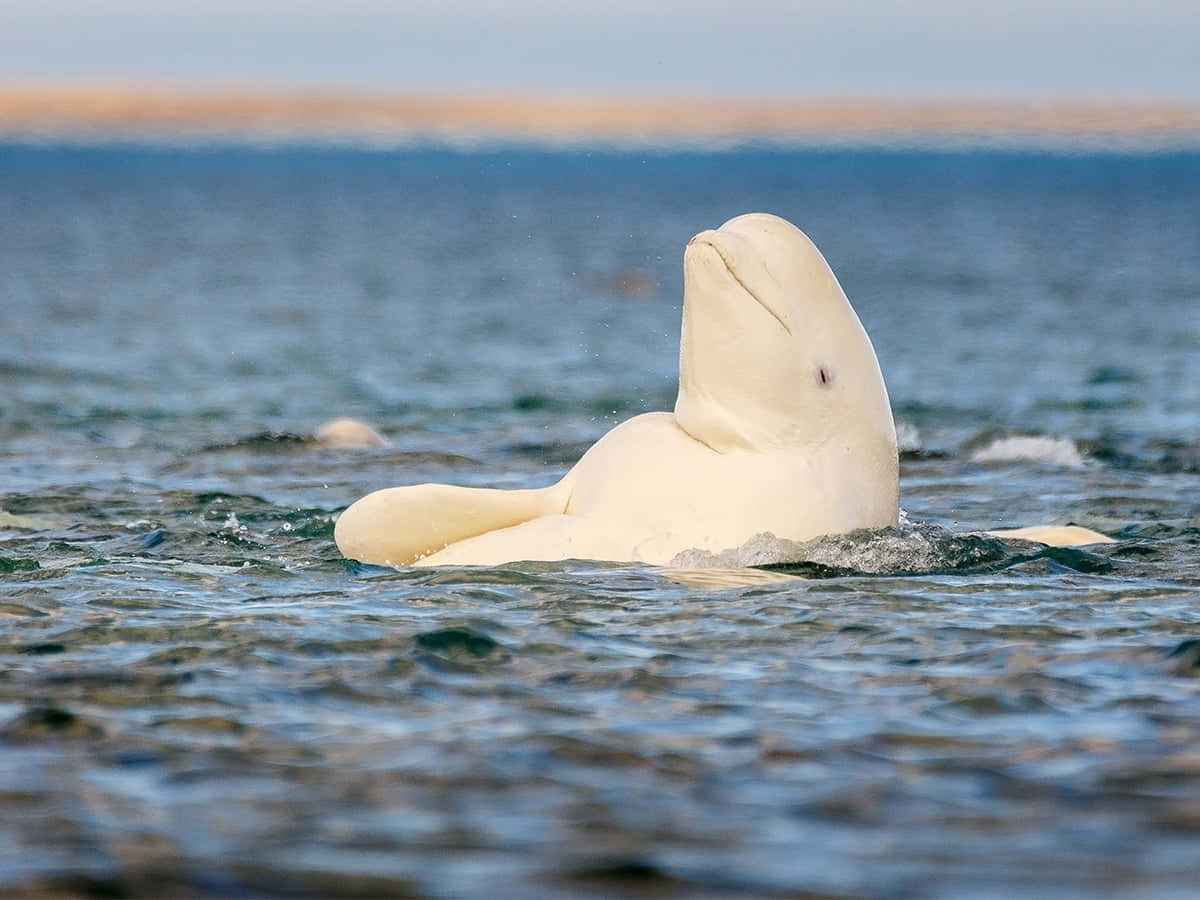 A Stunning Beluga Whale In Its Natural Habitat Wallpaper