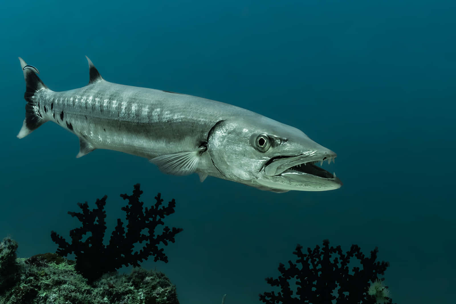 A Stunning Close-up Of A Mighty Barracuda In The Deep Blue Sea. Wallpaper