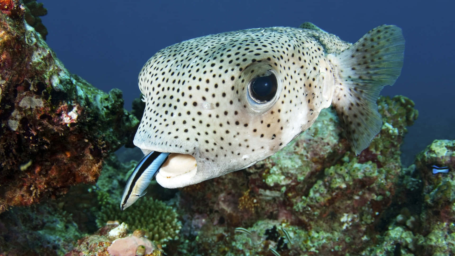 A Stunning Close-up Of A Porcupinefish In Its Natural Habitat Wallpaper