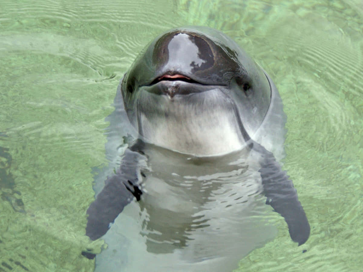 A Stunning Close-up Shot Of A Happy Porpoise Gliding Through The Crystal Clear Ocean Wallpaper
