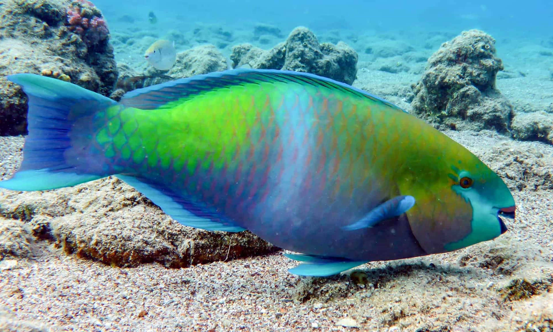 A Stunning Picture Of A Colorful Parrotfish Swimming In A Coral Reef. Wallpaper