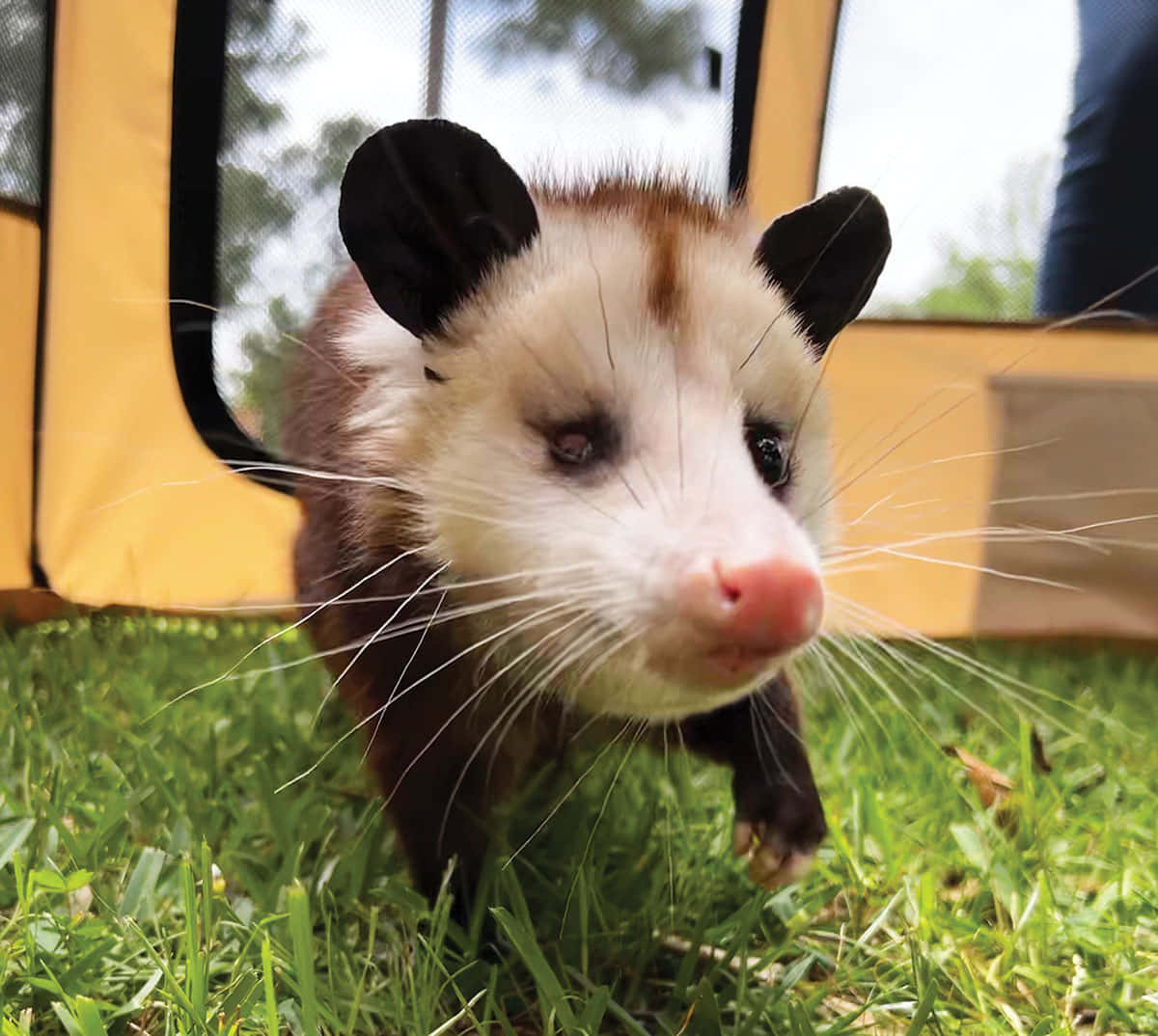 Download A Stunning Shot Of The Opossum In The Wild Wallpaper ...