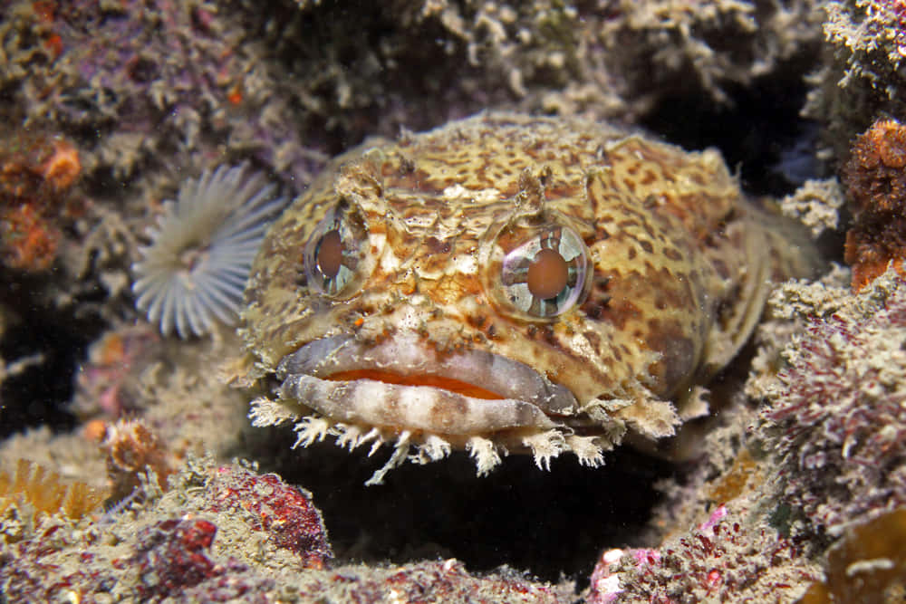 A Stunning View Of A Toadfish Underwater Wallpaper