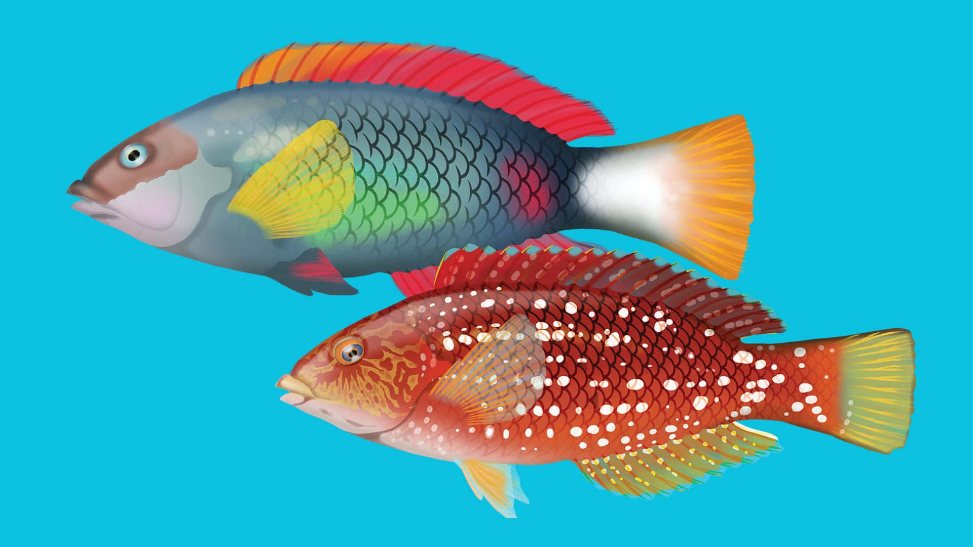 A Stunning View Of The Colorful Wrasse Fish In Its Natural Habitat Wallpaper