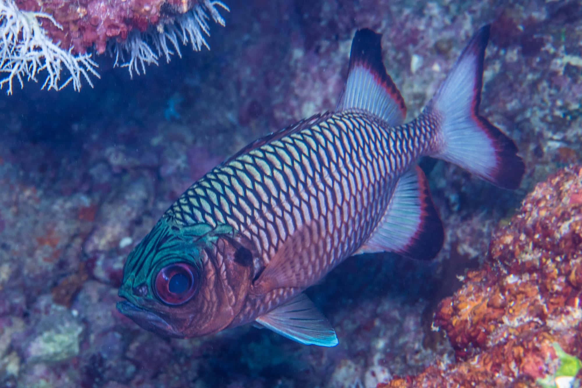 A Sublime Soldierfish In Its Natural Habitat Wallpaper