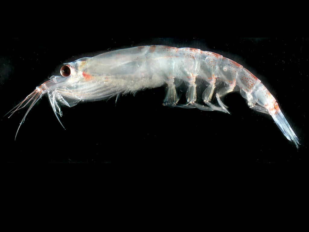 Un Essaim De Krill Dans Leur Habitat Naturel Sous-marin Fond d'écran