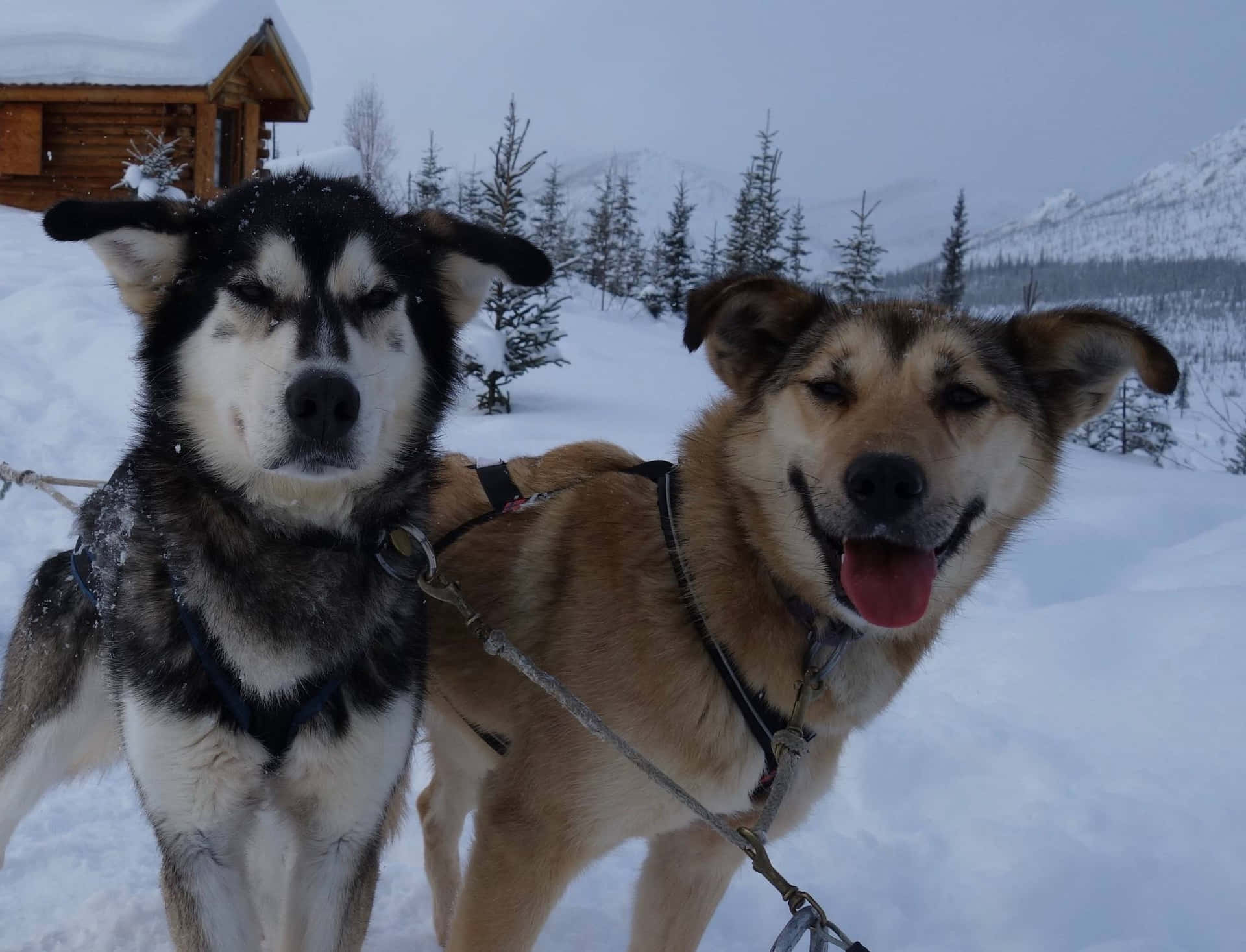 "a Team Of Alaskan Sled Dogs In Full Stride" Wallpaper