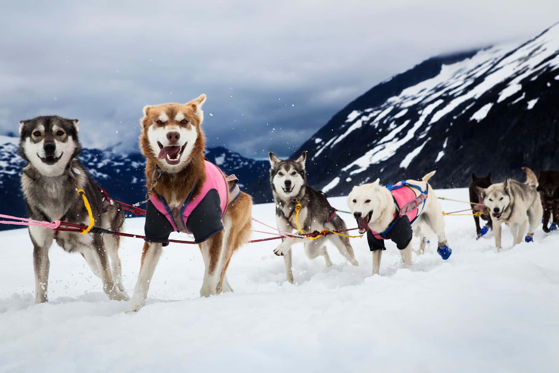 A Team Of Sled Dogs Mid-race In An Idyllic Snowy Landscape. Wallpaper