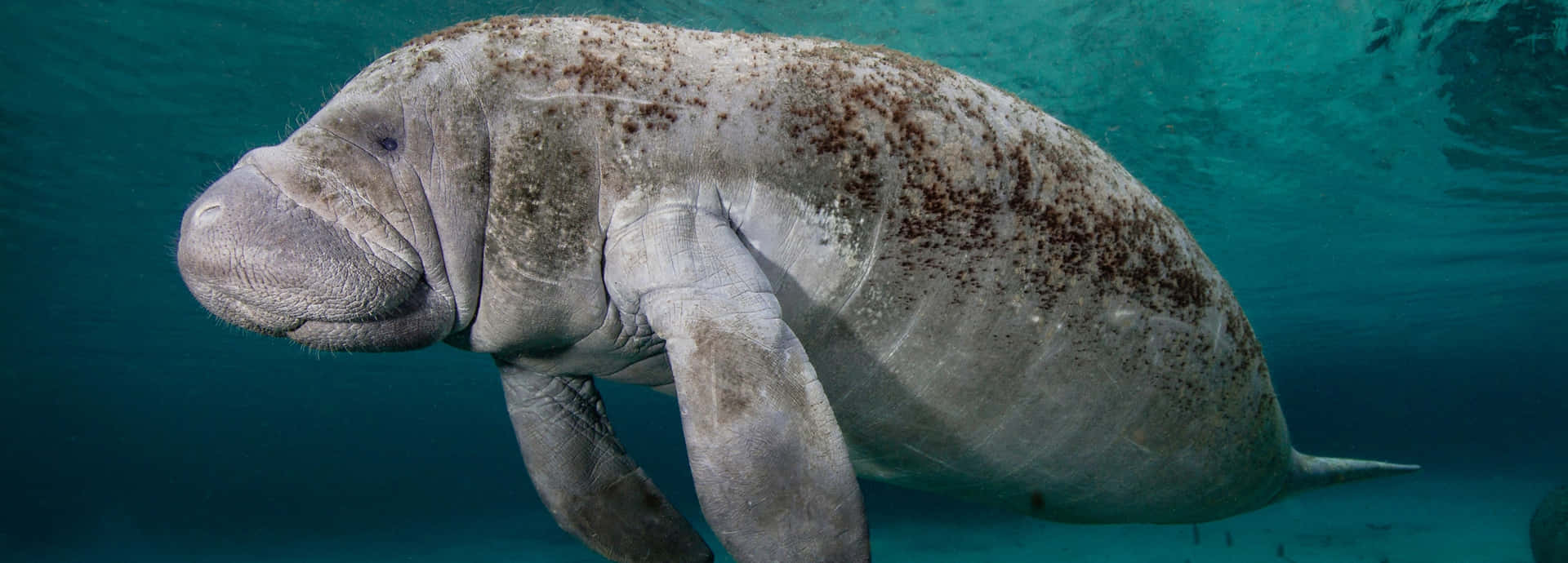 A Thriving Marine Manatee Gliding Smoothly Underwater Wallpaper