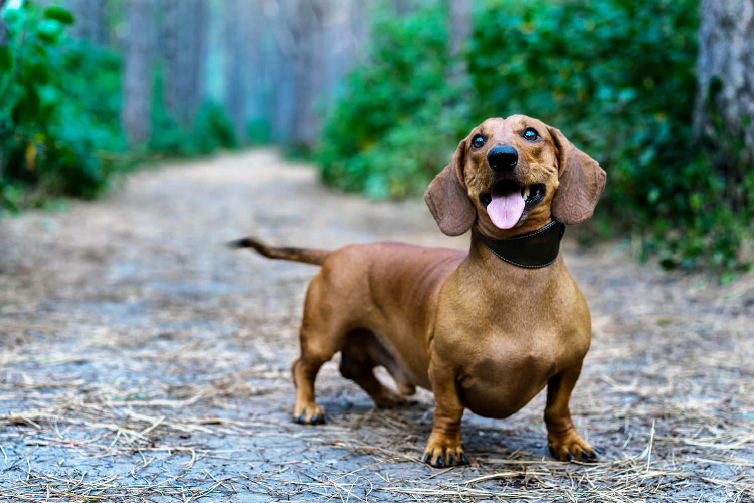 Een Rustige Luie Hond Op Een Zomerse Dag Achtergrond