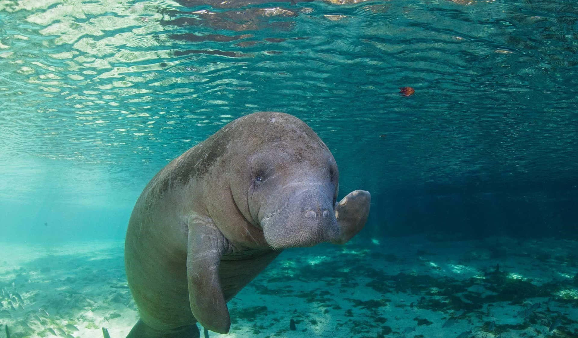 A Tranquil Underwater Snapshot Of A Manatee Swimming. Wallpaper