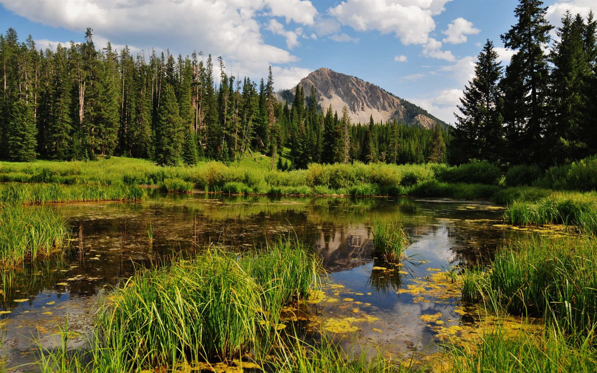 A Tranquil View Of Wetland Flora Wallpaper