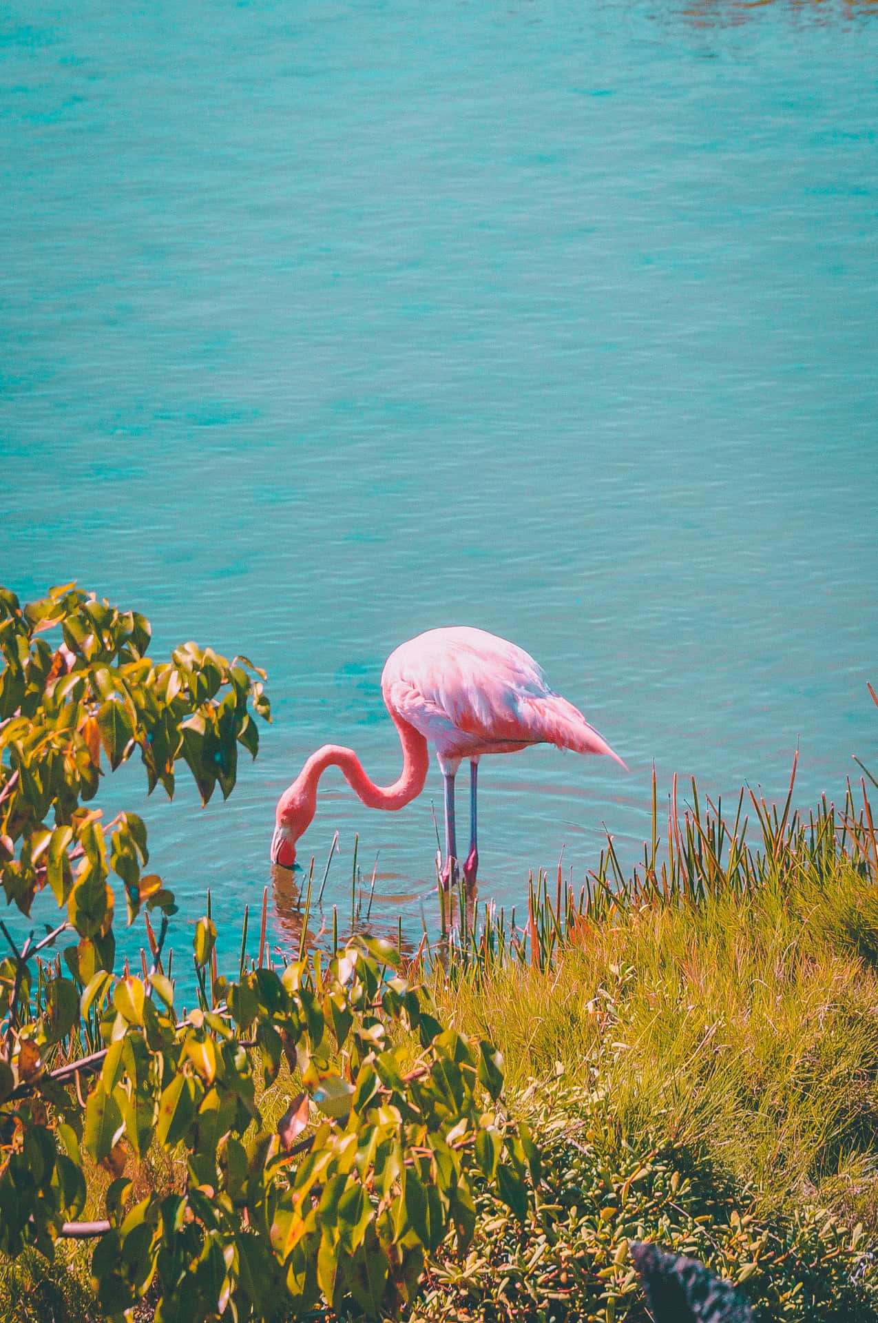 A Tropical Haven Featuring Flamingos.