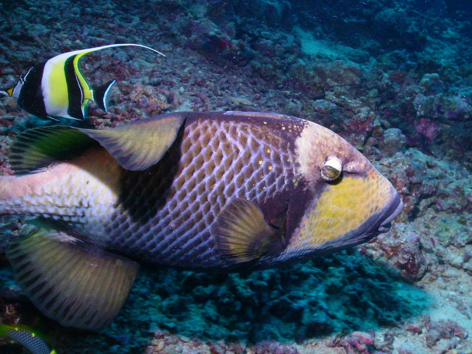 En Livlig Og Fargerik Nærbilde Av En Triggerfish I Sitt Naturlige Korallrev Habitat. Bakgrunnsbildet