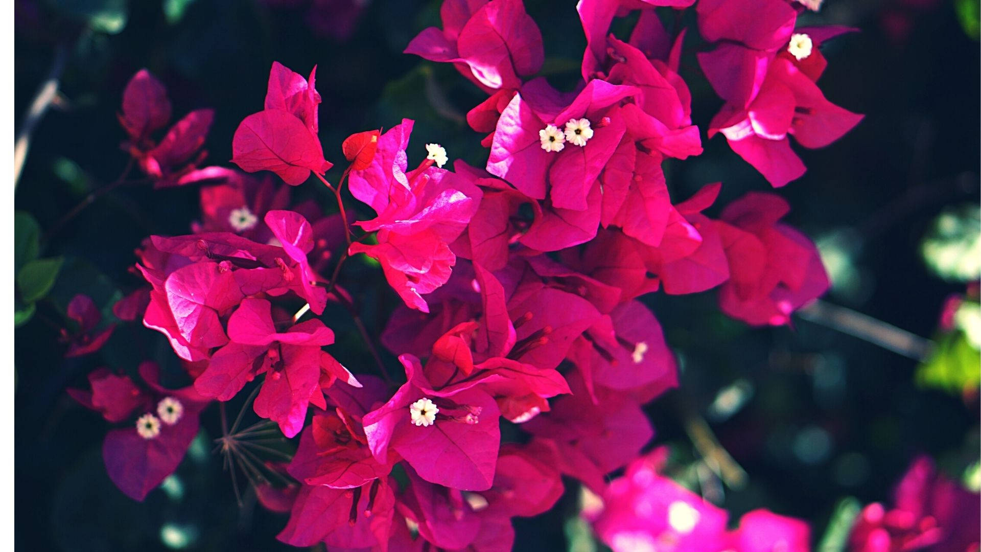 A Vibrant Array Of Pink Bougainvillea In Full Bloom Wallpaper