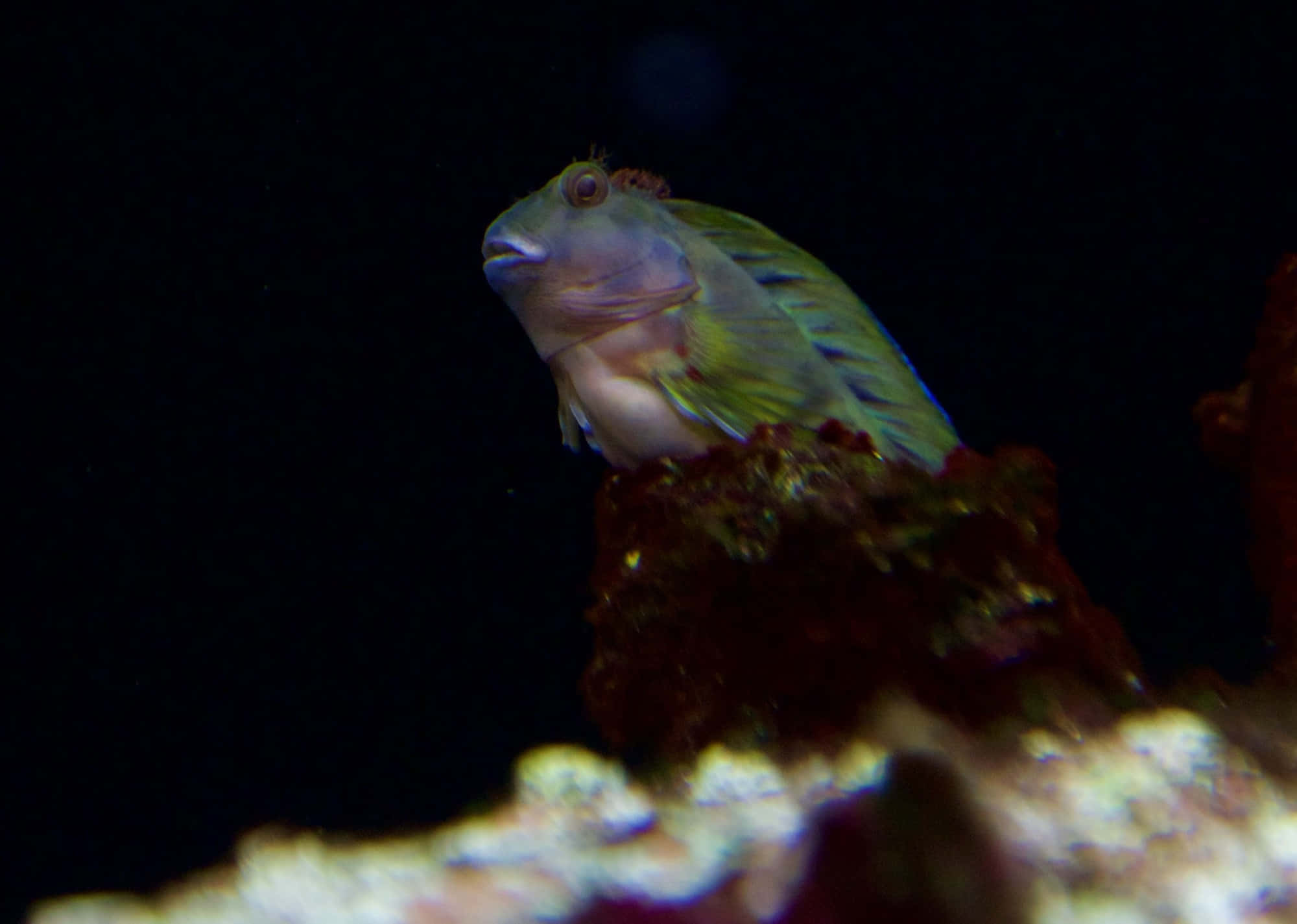 A Vibrant Blenny Fish Exploring The Colorful Underwater World. Wallpaper