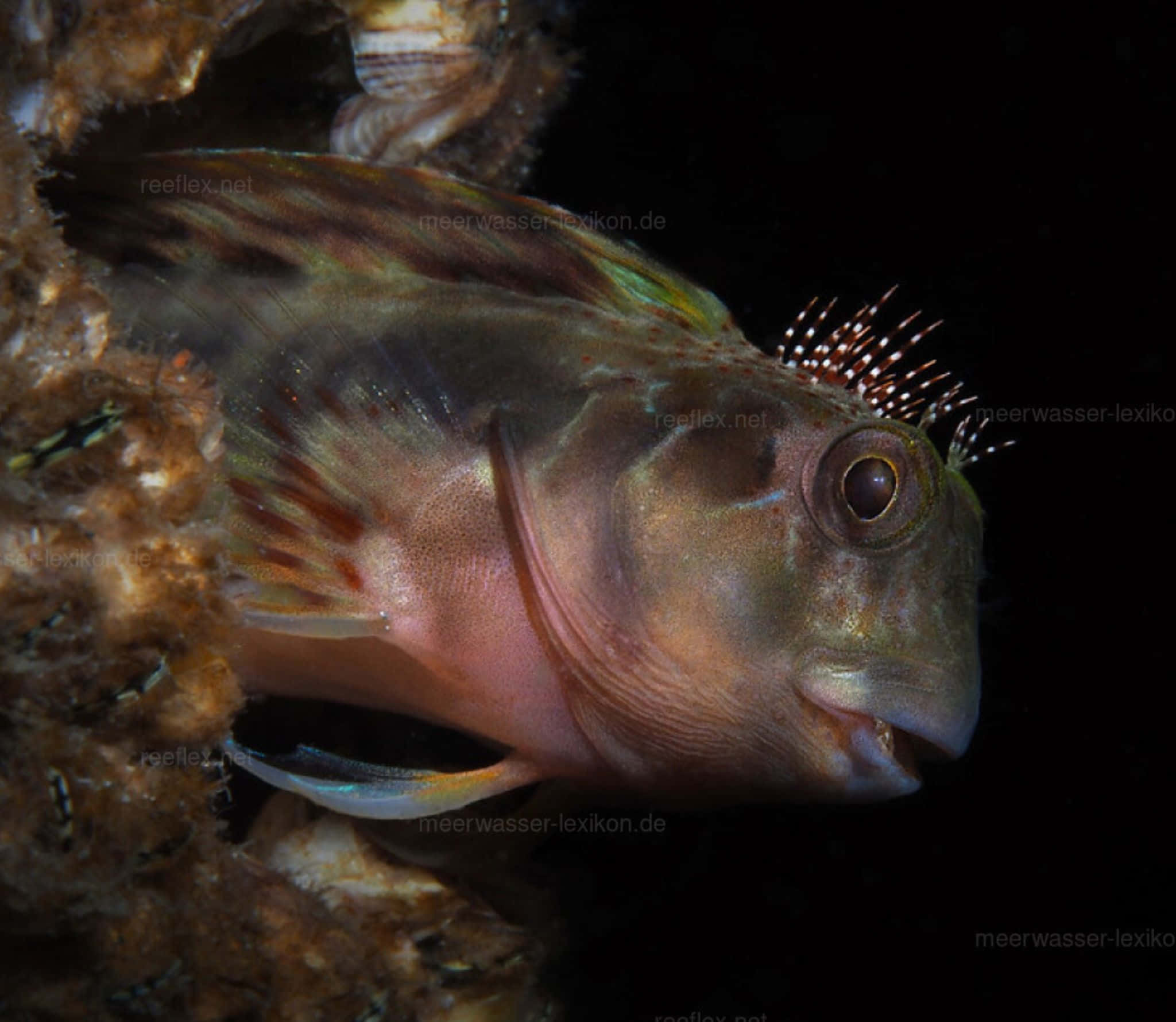 A Vibrant Blenny Fish Exploring The Underwater World Wallpaper