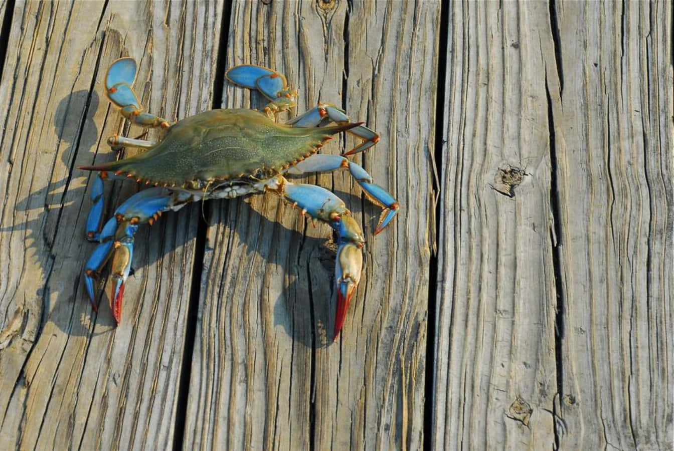 A Vibrant Blue Crab In Its Natural Habitat Wallpaper