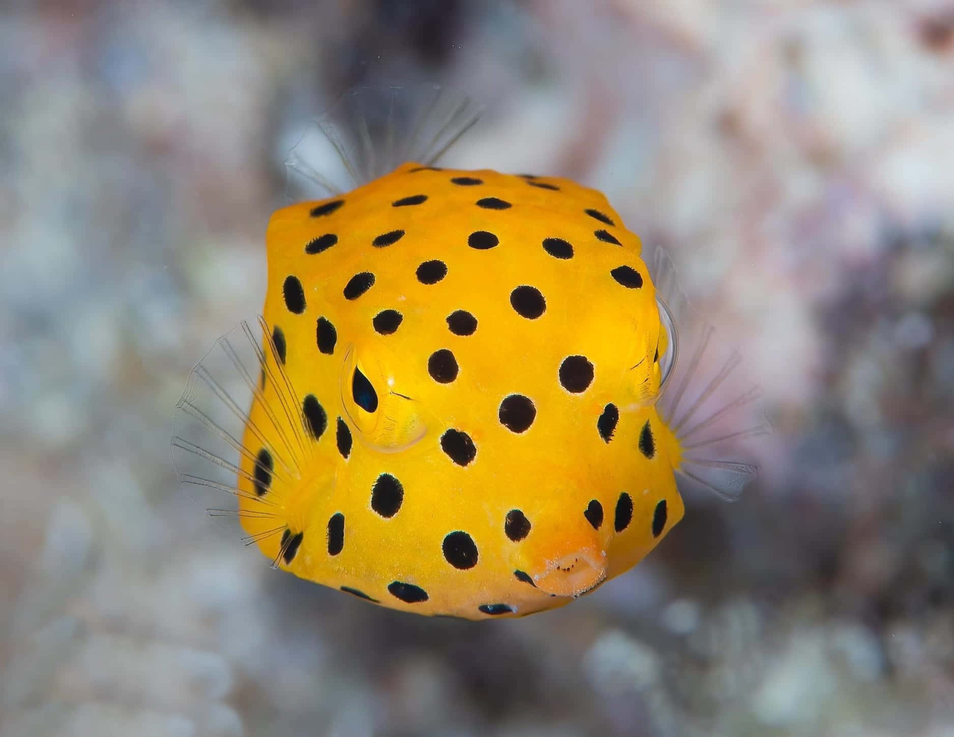 A Vibrant Boxfish In Pristine Ocean Waters Wallpaper