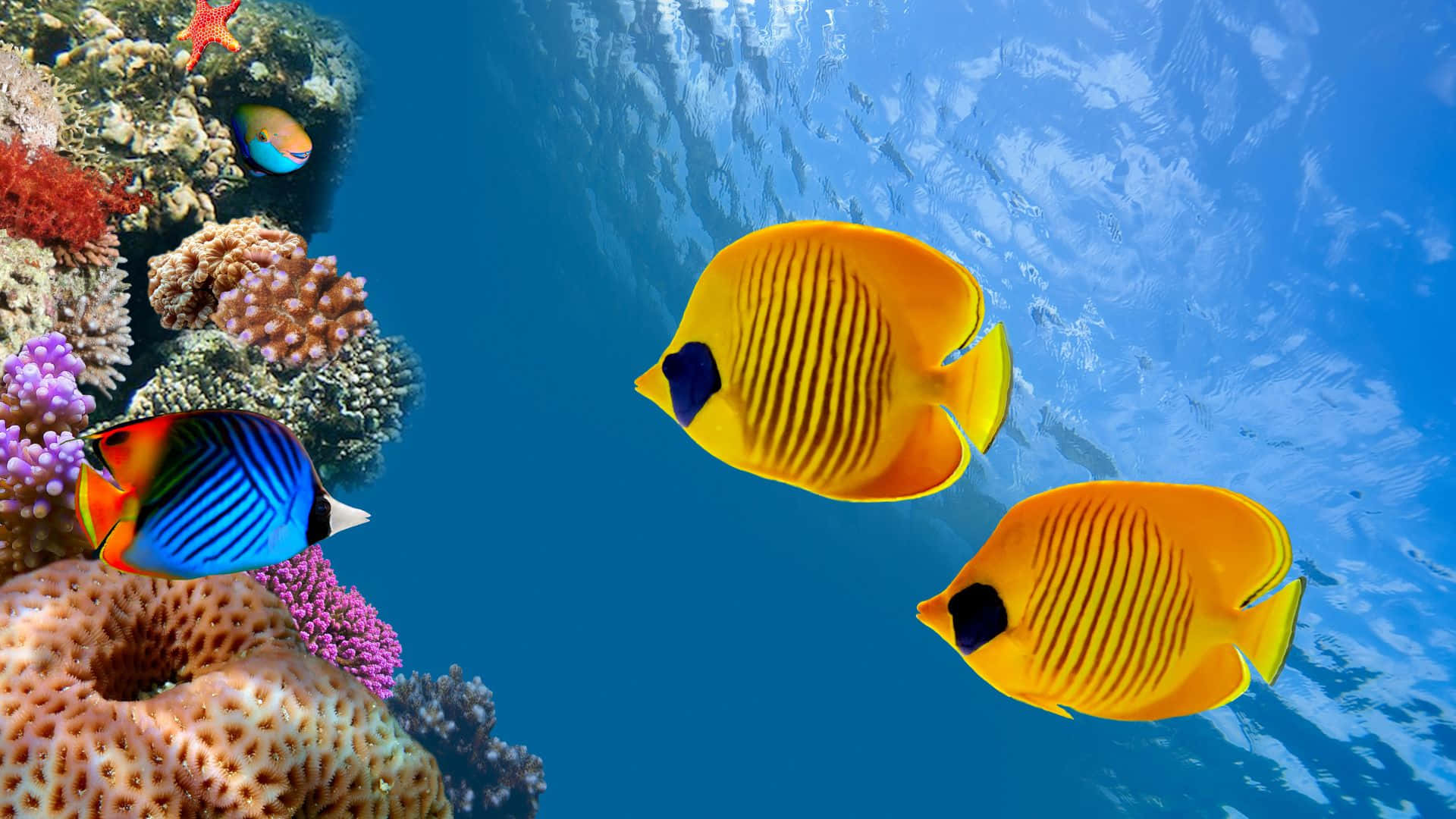 A Vibrant Butterflyfish Exploring The Underwater World Wallpaper