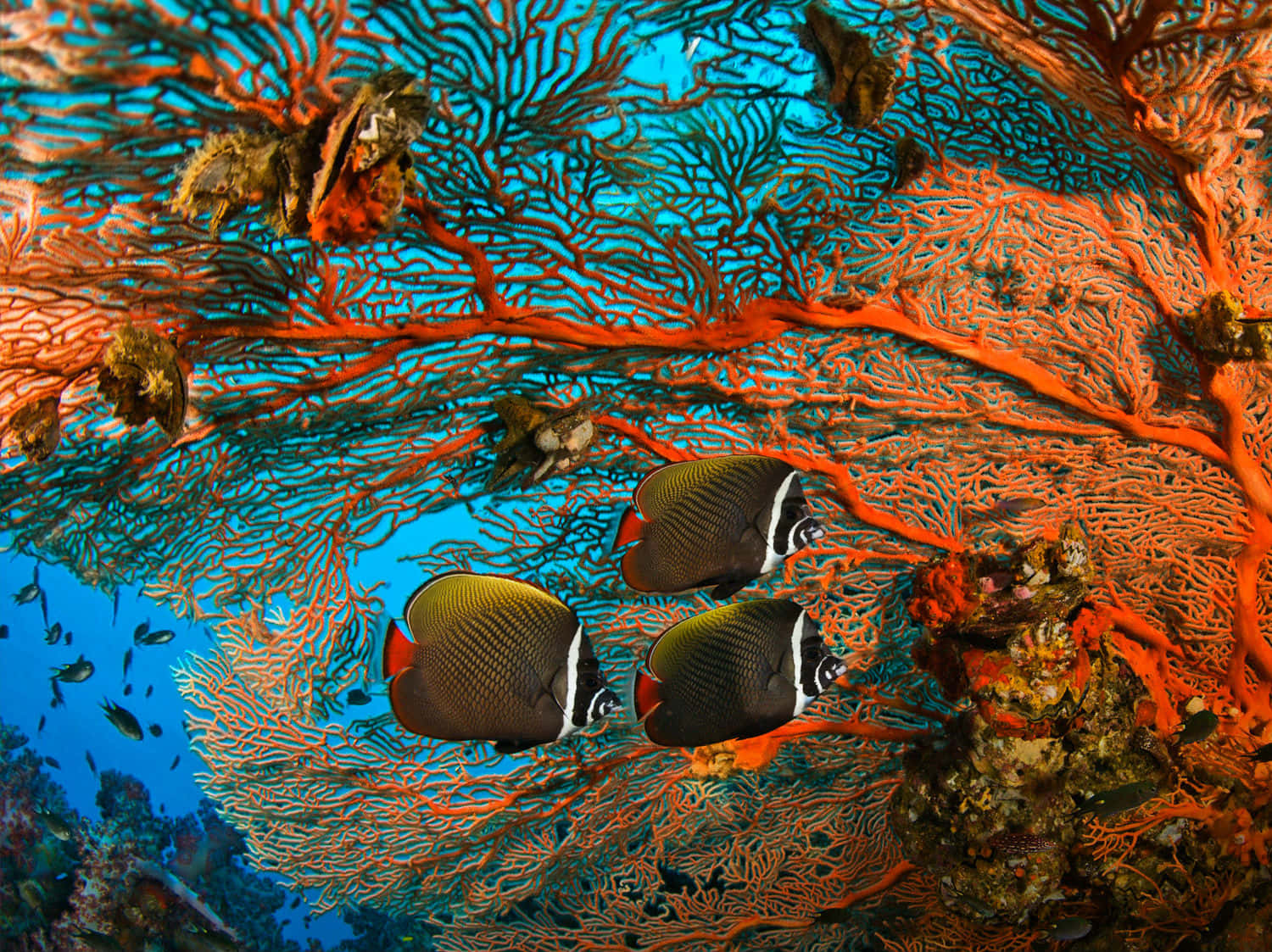 A Vibrant Butterflyfish In Its Natural Underwater Habitat Wallpaper