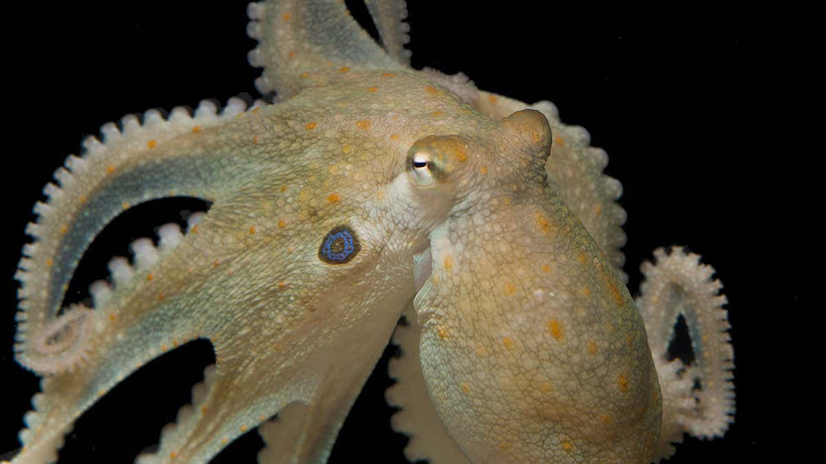 A Vibrant Cephalopod Exploring The Underwater World Wallpaper