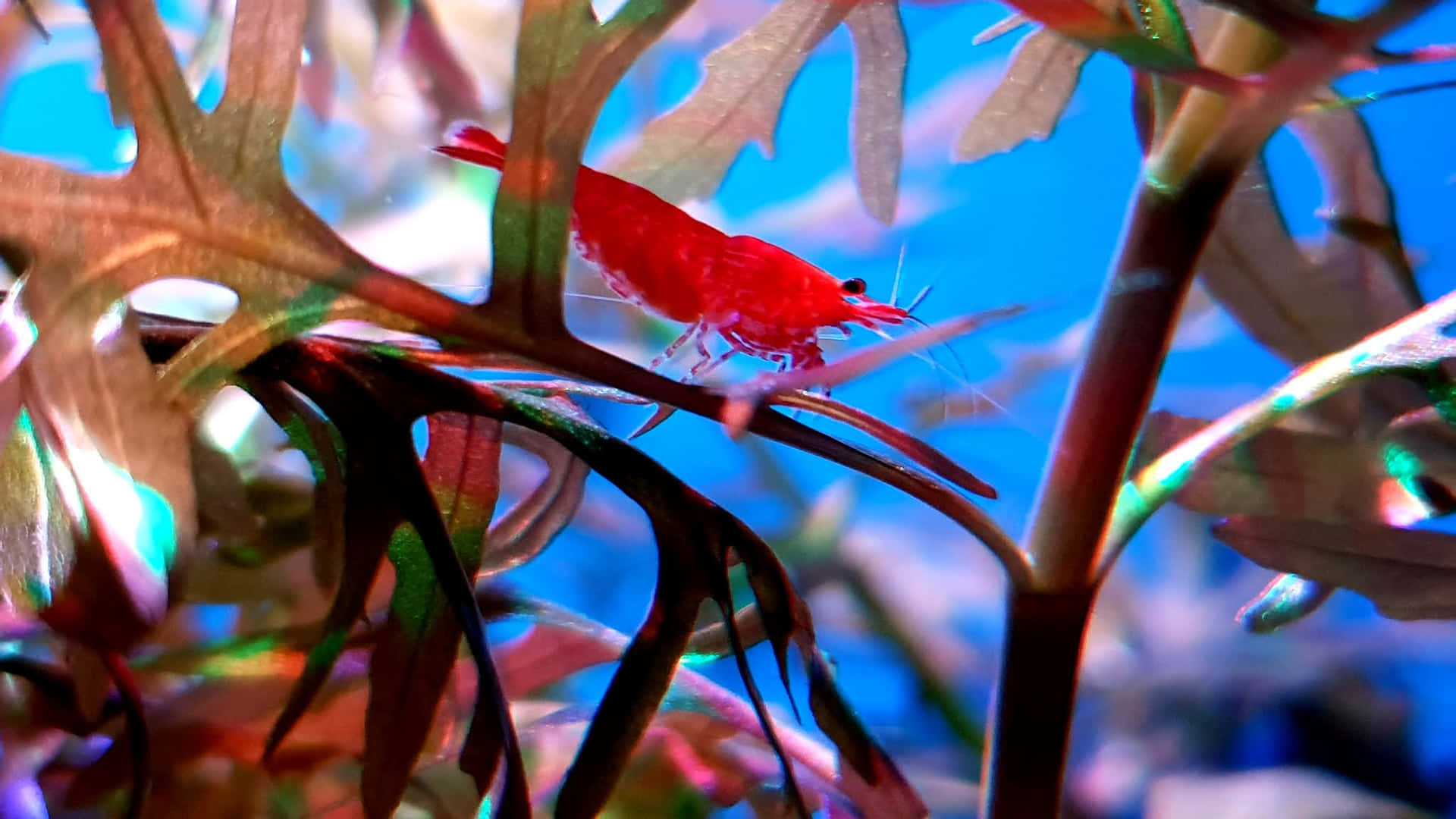 A Vibrant Close-up Of A Colorful Marine Shrimp In Its Natural Habitat. Wallpaper