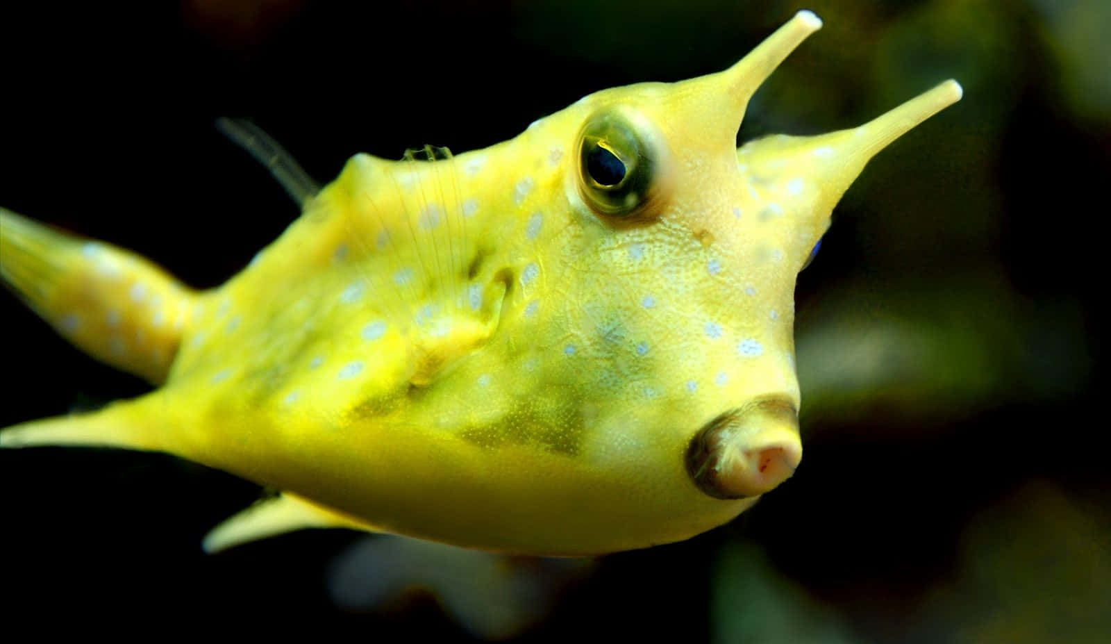 A Vibrant Cowfish Among Beautiful Coral Reefs Wallpaper