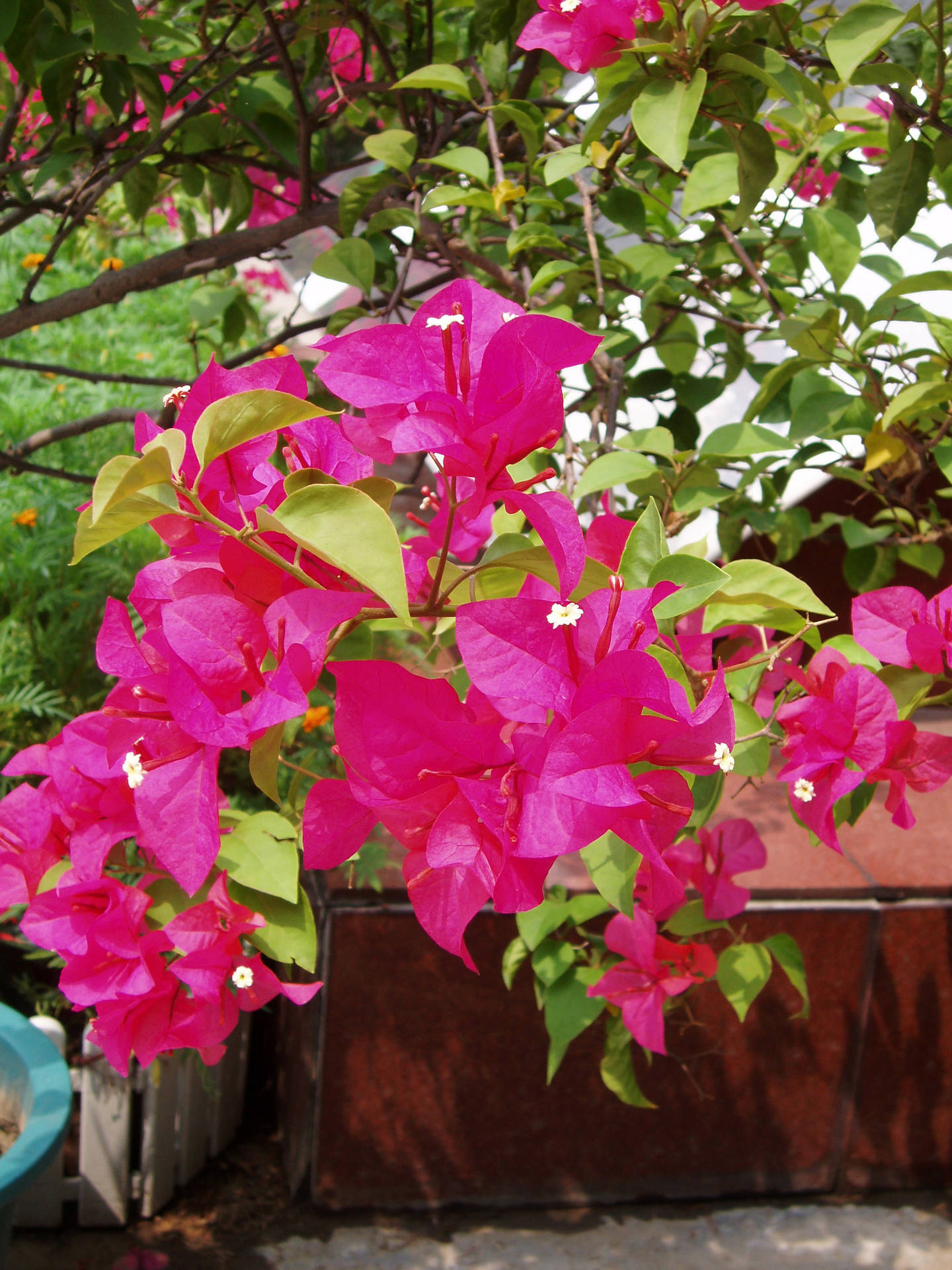 "a Vibrant Explosion Of Pink Bougainvillea In Full Bloom." Wallpaper