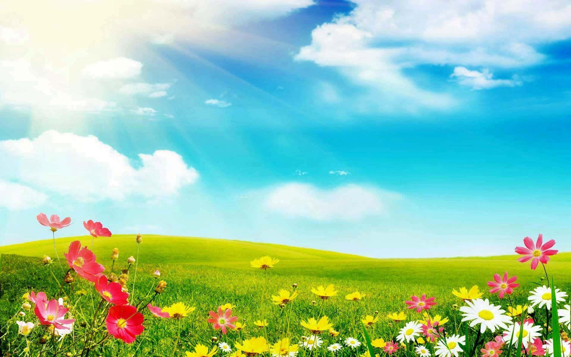 A Vibrant Field Of Spring Blooms Wallpaper