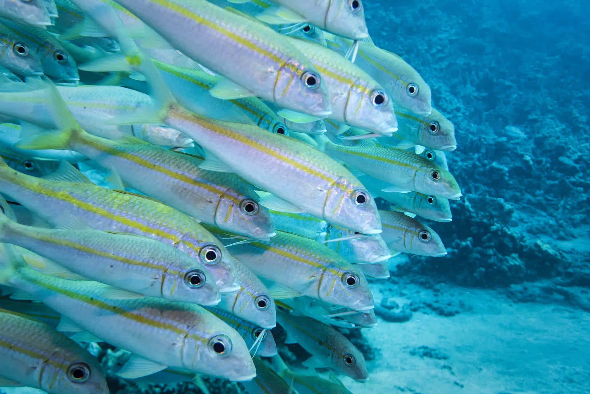 A Vibrant Goatfish Explores A Colorful Coral Reef. Wallpaper