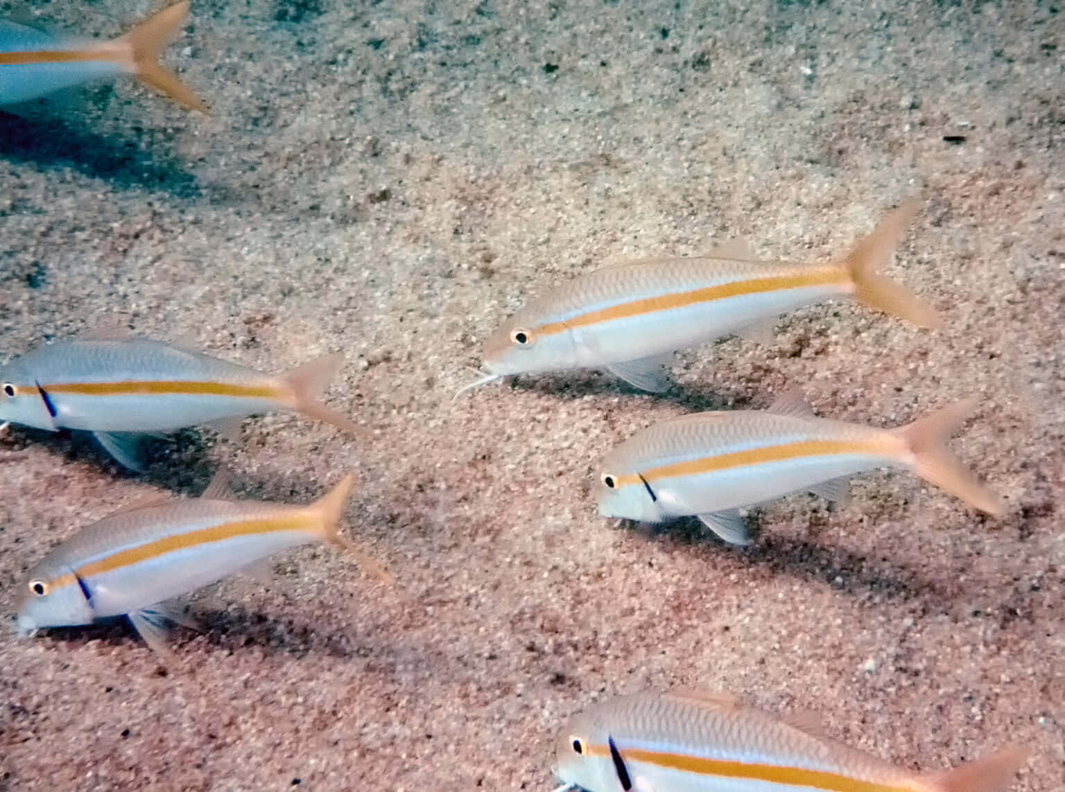 Un Poisson Chèvre Vibrant Naviguant Dans Les Récifs Coralliens Fond d'écran