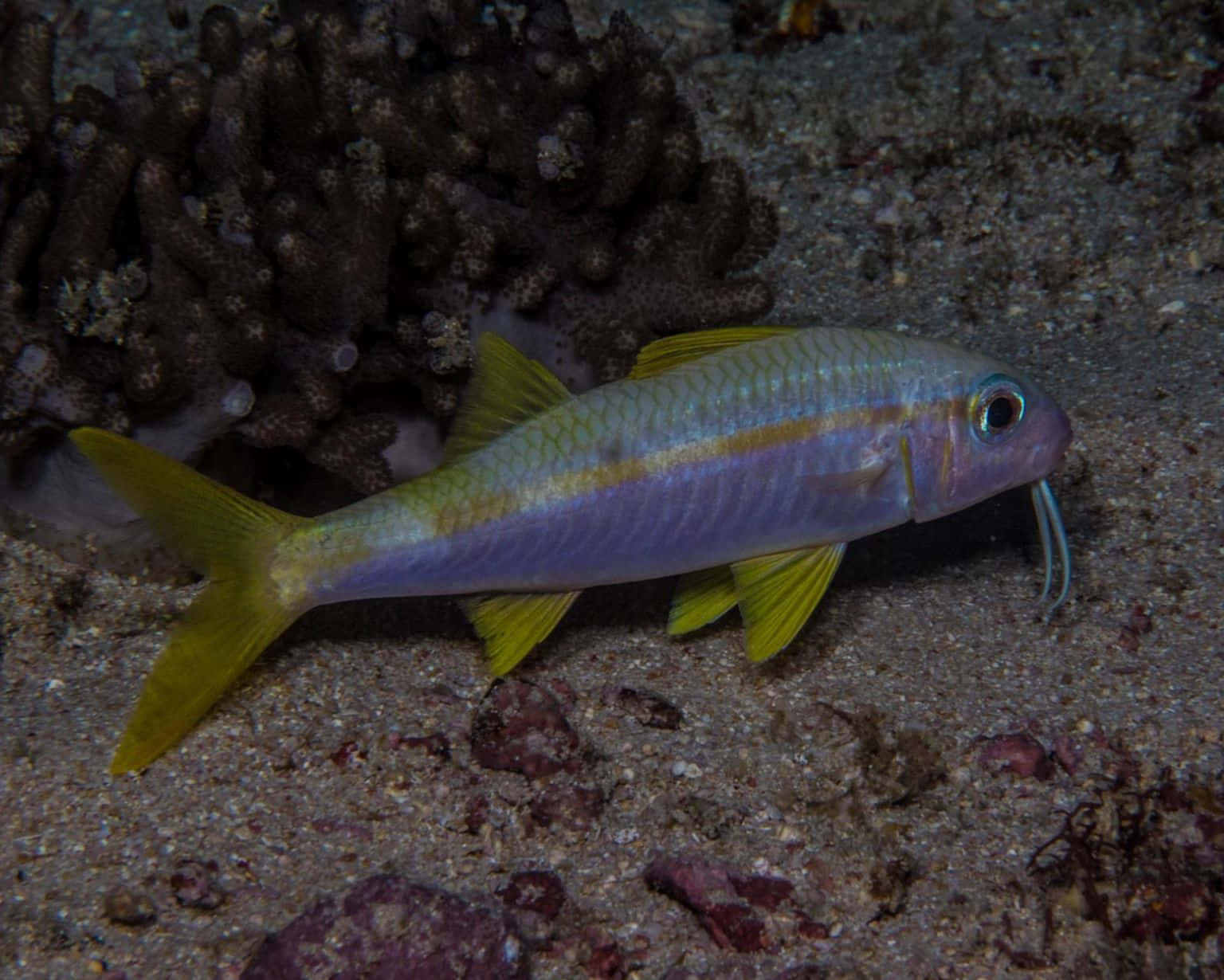 Un Poisson Chèvre Vibrant Nageant Dans Un Récif Corallien Fond d'écran