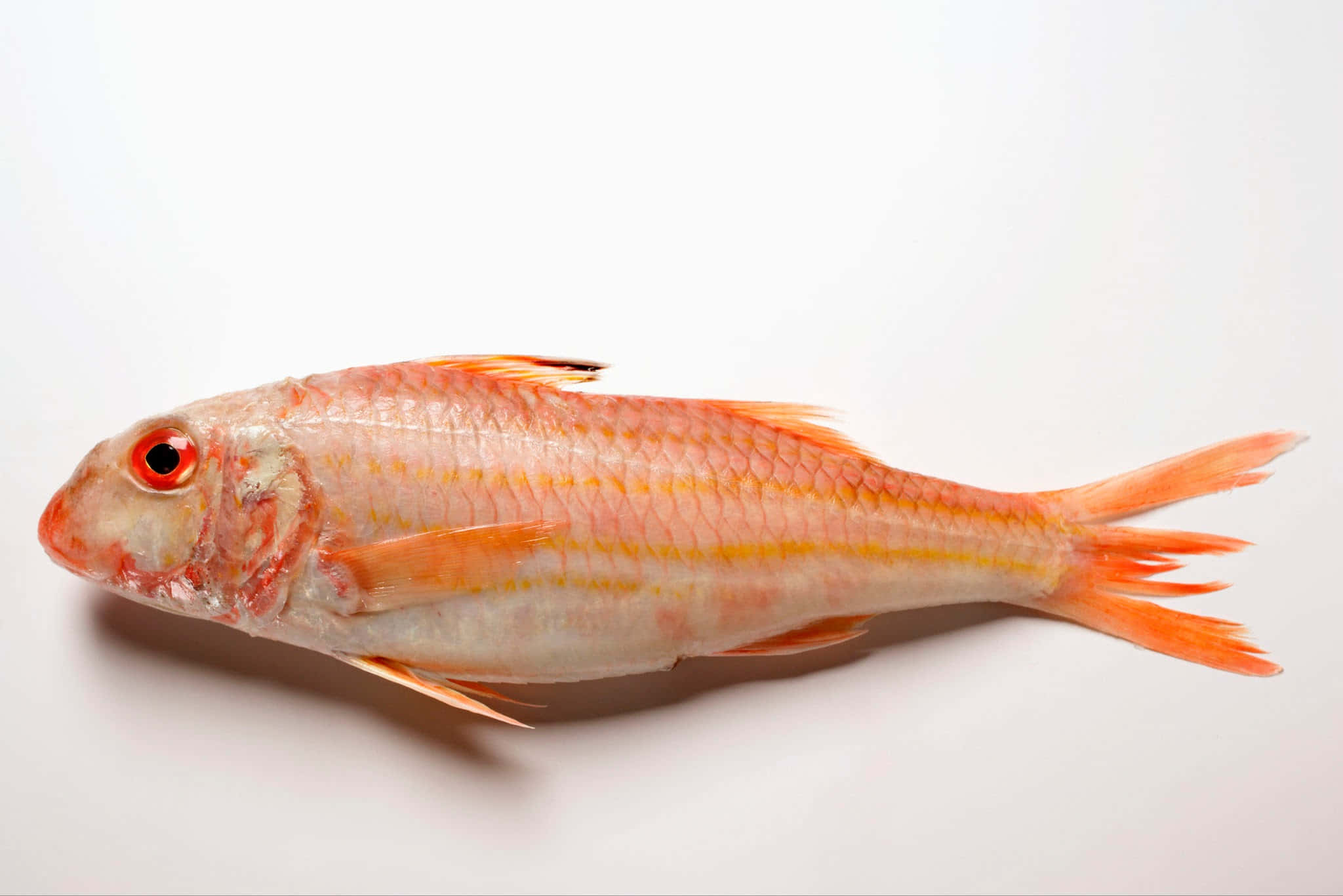 Un Vibrant Poisson Chèvre Nageant Dans Des Eaux Bleues Claires Fond d'écran