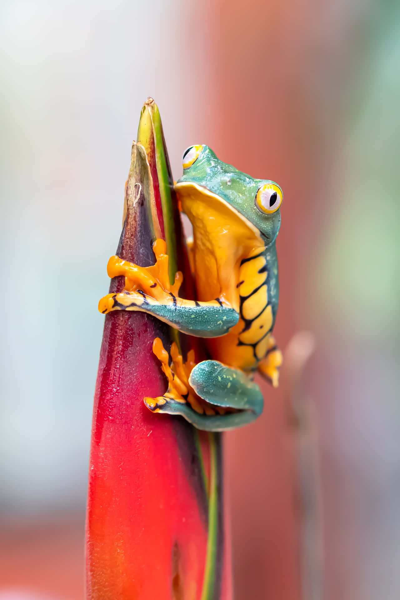 A Vibrant Green Frog In Natural Habitat