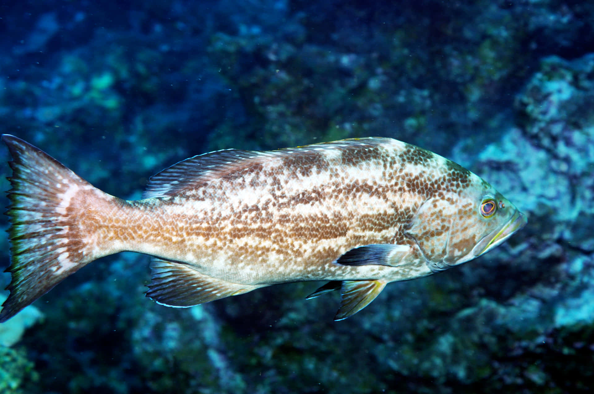 A Vibrant Grouper Fish Under The Sea Wallpaper