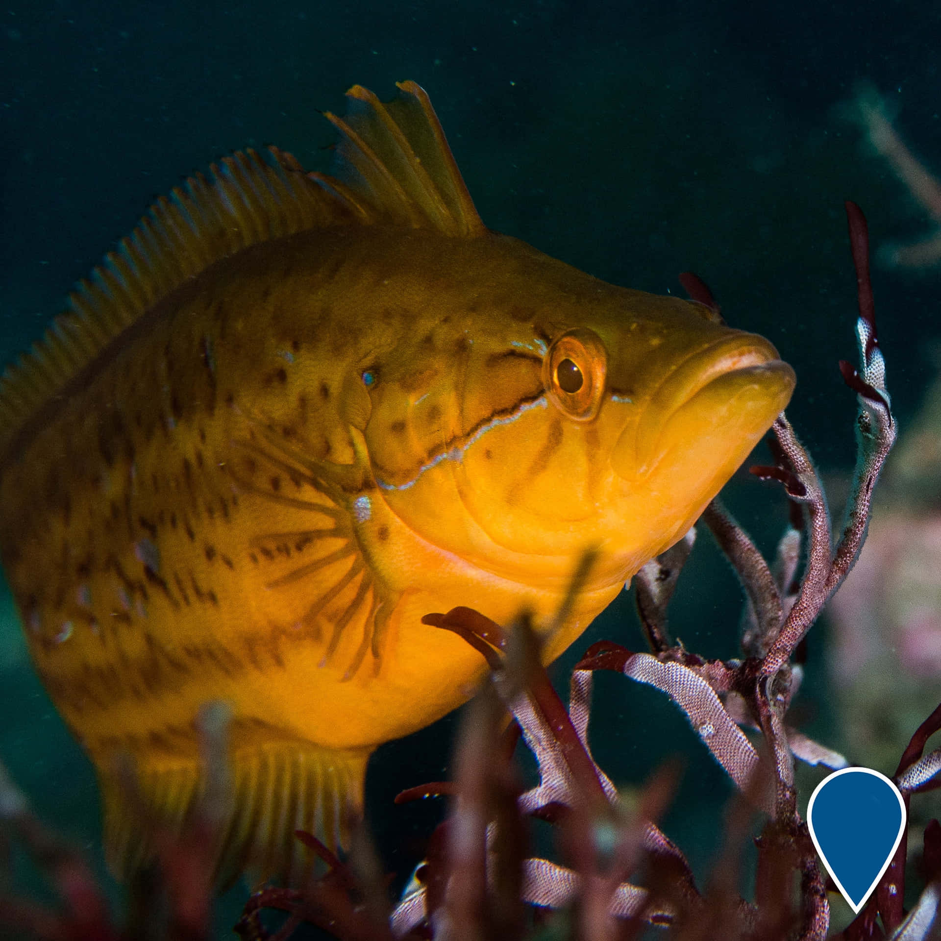 A Vibrant Kelpfish Exploring The Underwater Realm Wallpaper