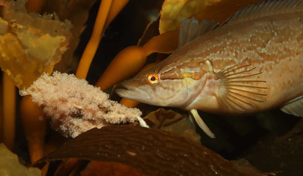 A Vibrant Kelpfish Swimming Through A Kelp Forest In The Ocean Depths. Wallpaper