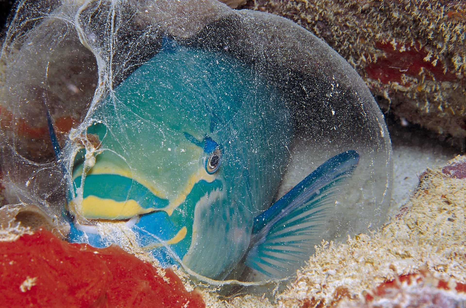 A Vibrant Parrotfish Swimming Below Surface Wallpaper