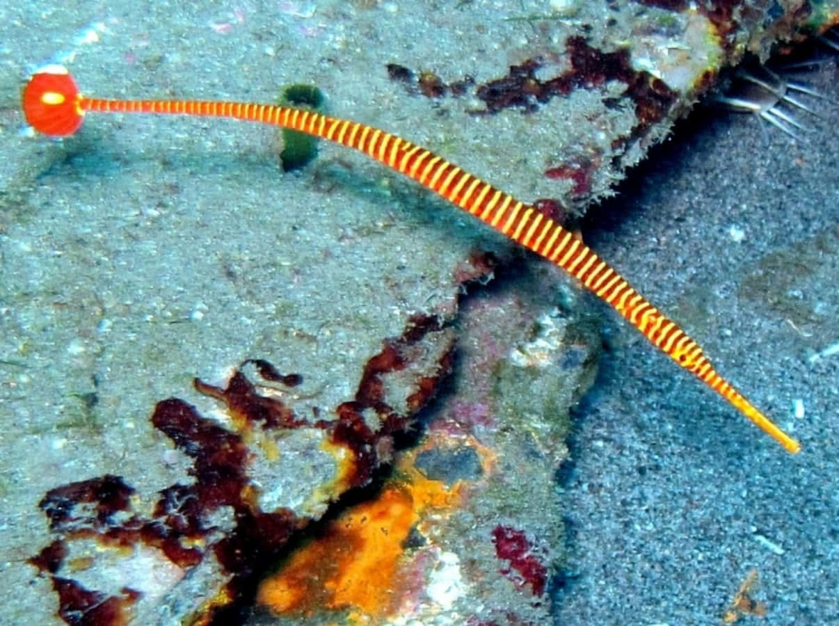 A Vibrant Pipefish Underwater Wallpaper